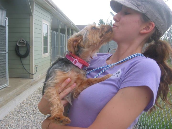 35211_133358530033405_6415509_n Ivanhoe Country Kennels